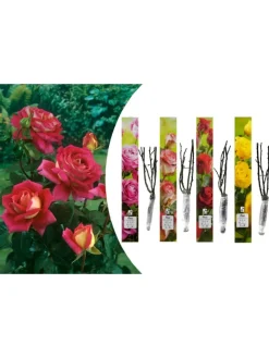 GARDENZO Pflanzen & Zubehör<4er-Set: Duftende großblumige Gartenrosen in Bunt