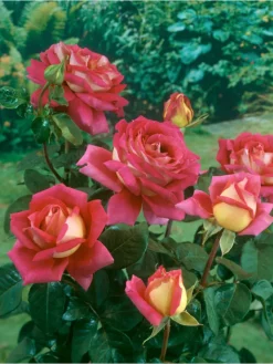 GARDENZO Pflanzen & Zubehör<4er-Set: Duftende großblumige Gartenrosen in Bunt