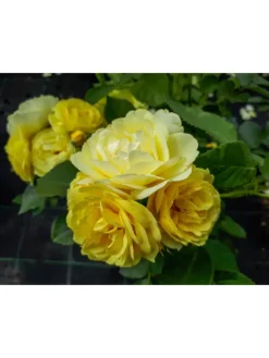 GARDENZO Pflanzen & Zubehör<4er-Set: Duftende großblumige Gartenrosen in Bunt