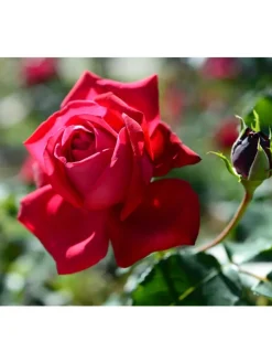 GARDENZO Pflanzen & Zubehör<4er-Set: Duftende großblumige Gartenrosen in Bunt