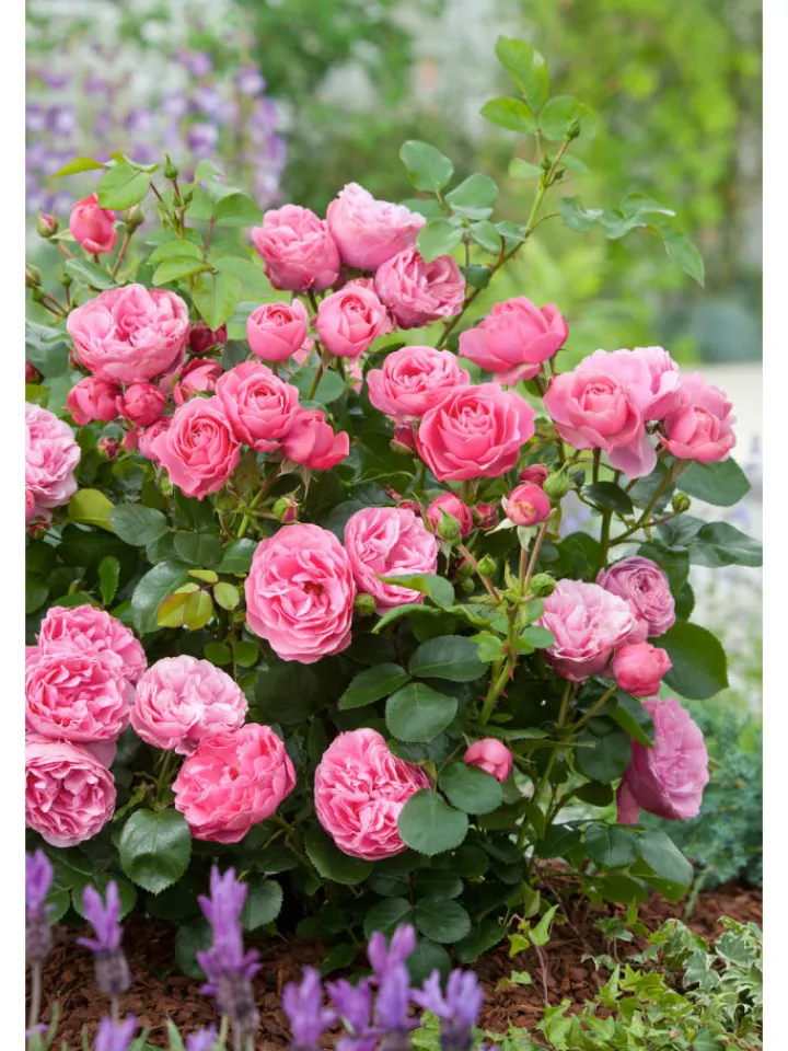 GARDENZO Pflanzen & Zubehör<4er-Set: Duftende großblumige Gartenrosen in Bunt