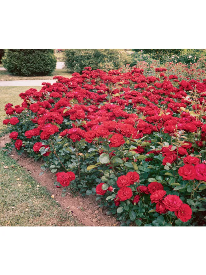 GARDENZO Pflanzen & Zubehör<4er-Set: Duftende großblumige Gartenrosen in Bunt