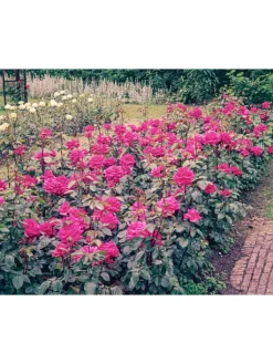 GARDENZO Pflanzen & Zubehör<4er-Set: Duftende großblumige Gartenrosen in Bunt