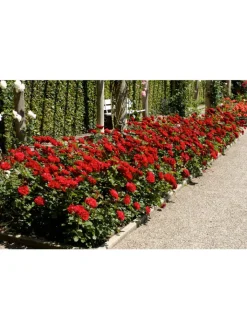 GARDENZO Pflanzen & Zubehör<4er-Set: Duftende großblumige Gartenrosen in Bunt