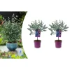 GARDENZO Pflanzen & Zubehör<2er-Set: Eucalyptus gunnii Azura am Stamm