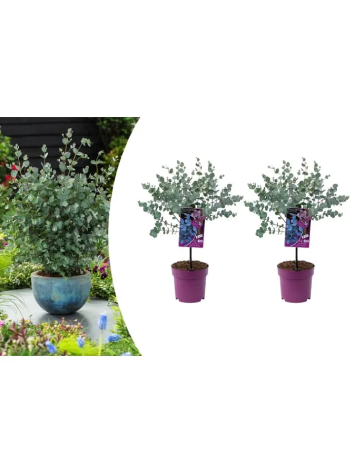 GARDENZO Pflanzen & Zubehör<2er-Set: Eucalyptus gunnii Azura am Stamm