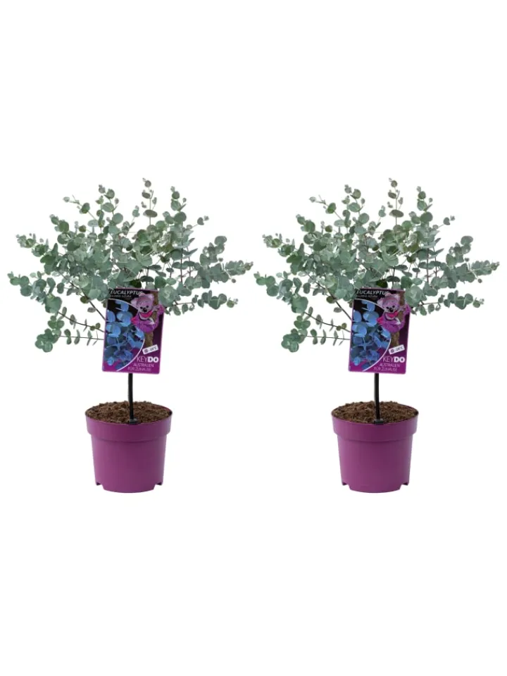 GARDENZO Pflanzen & Zubehör<2er-Set: Eucalyptus gunnii Azura am Stamm