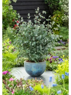 GARDENZO Pflanzen & Zubehör<2er-Set: Eucalyptus gunnii Azura am Stamm
