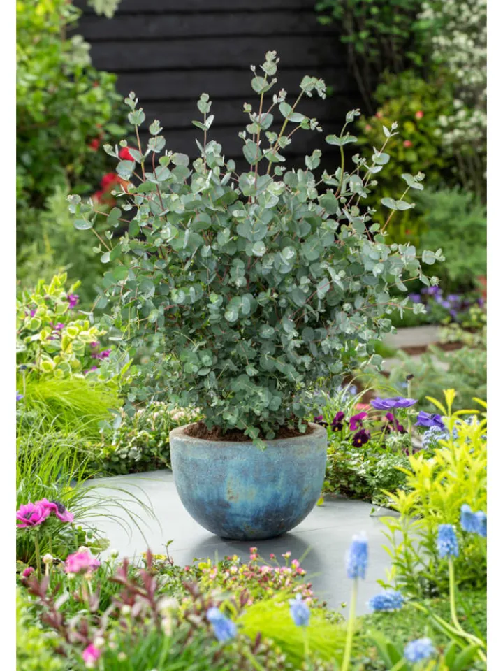 GARDENZO Pflanzen & Zubehör<2er-Set: Eucalyptus gunnii Azura am Stamm