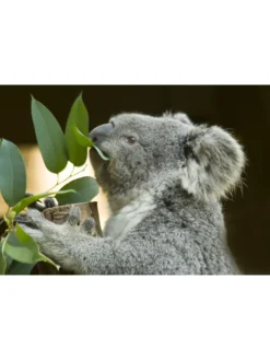 GARDENZO Pflanzen & Zubehör<2er-Set: Eucalyptus gunnii Azura am Stamm