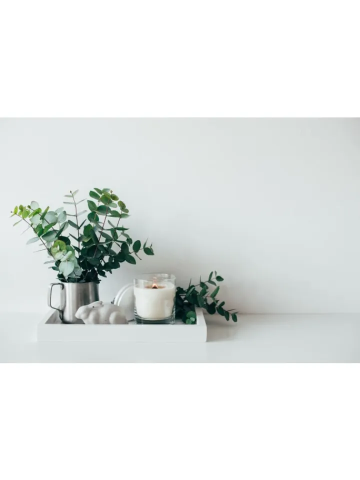GARDENZO Pflanzen & Zubehör<2er-Set: Eucalyptus gunnii Azura am Stamm
