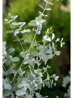 GARDENZO Pflanzen & Zubehör<2er-Set: Eucalyptus gunnii Azura am Stamm