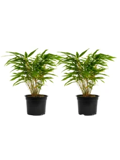 GARDENZO Pflanzen & Zubehör<2er-Set: Fargesia (Schrimbambus) Medium nicht wuchernd