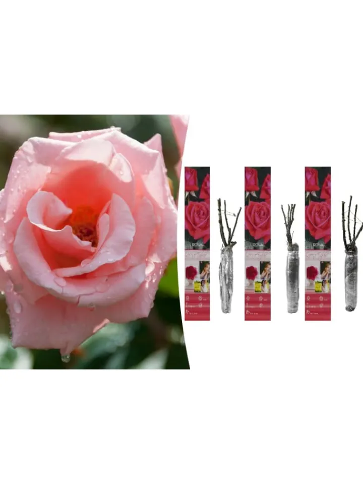 GARDENZO Pflanzen & Zubehör<3er-Set: Großblütige Rosen in Rosa