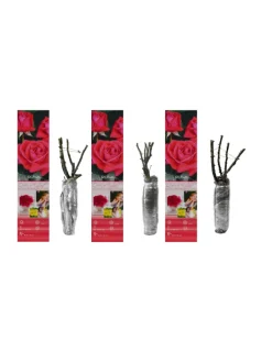 GARDENZO Pflanzen & Zubehör<3er-Set: Großblütige Rosen in Rosa