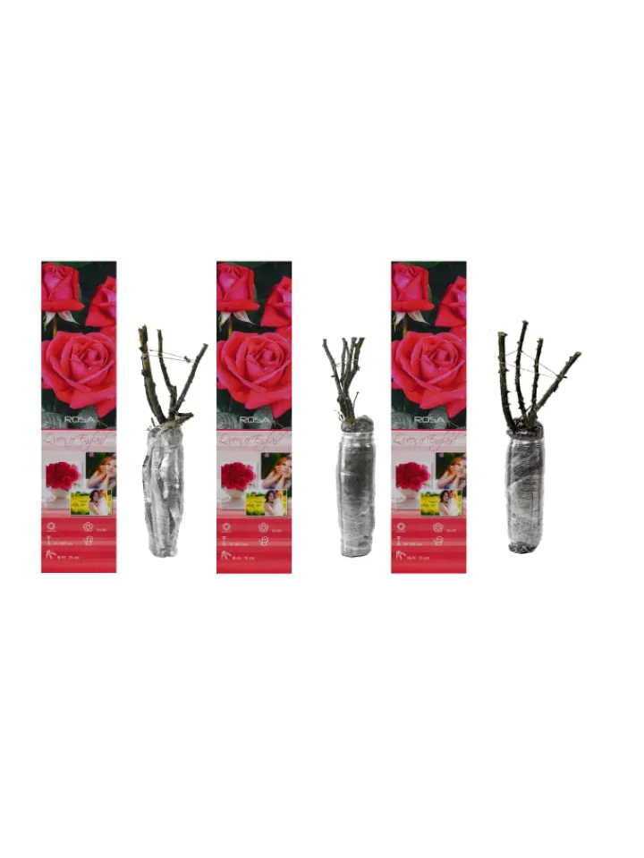 GARDENZO Pflanzen & Zubehör<3er-Set: Großblütige Rosen in Rosa