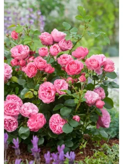 GARDENZO Pflanzen & Zubehör<3er-Set: Großblütige Rosen in Rosa
