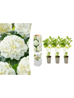 GARDENZO Pflanzen & Zubehör<3er-Set: Hortensie (Hydrangea macrophylla) in Weiß