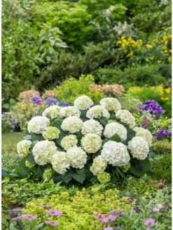 GARDENZO Pflanzen & Zubehör<3er-Set: Hortensie (Hydrangea macrophylla) in Weiß