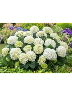GARDENZO Pflanzen & Zubehör<3er-Set: Hortensie (Hydrangea macrophylla) in Weiß