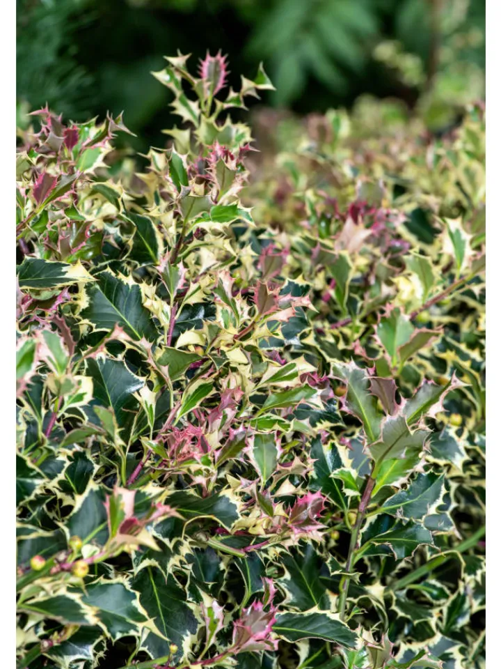 GARDENZO Pflanzen & Zubehör<6er-Set: Ilex aquifolium 'Argentea Marginata'