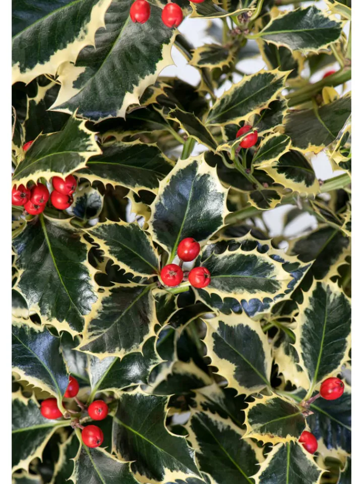 GARDENZO Pflanzen & Zubehör<6er-Set: Ilex aquifolium 'Argentea Marginata'