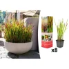 GARDENZO Pflanzen & Zubehör<8er-Set: Japanisches Blutgras Imperata cyl. Red Barron in Bunt