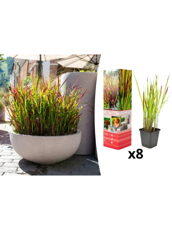 GARDENZO Pflanzen & Zubehör<8er-Set: Japanisches Blutgras Imperata cyl. Red Barron in Bunt