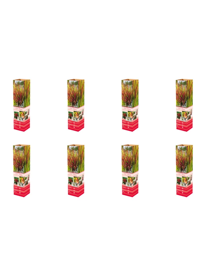 GARDENZO Pflanzen & Zubehör<8er-Set: Japanisches Blutgras Imperata cyl. Red Barron in Bunt
