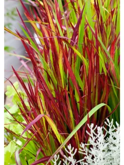 GARDENZO Pflanzen & Zubehör<8er-Set: Japanisches Blutgras Imperata cyl. Red Barron in Bunt
