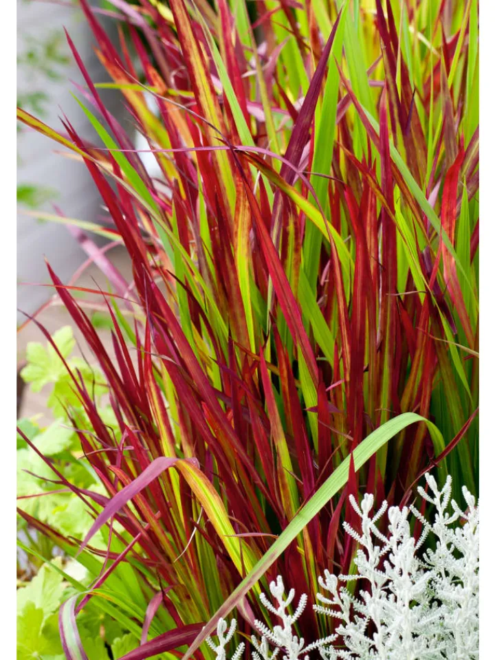 GARDENZO Pflanzen & Zubehör<8er-Set: Japanisches Blutgras Imperata cyl. Red Barron in Bunt