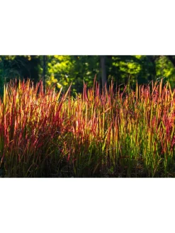 GARDENZO Pflanzen & Zubehör<8er-Set: Japanisches Blutgras Imperata cyl. Red Barron in Bunt