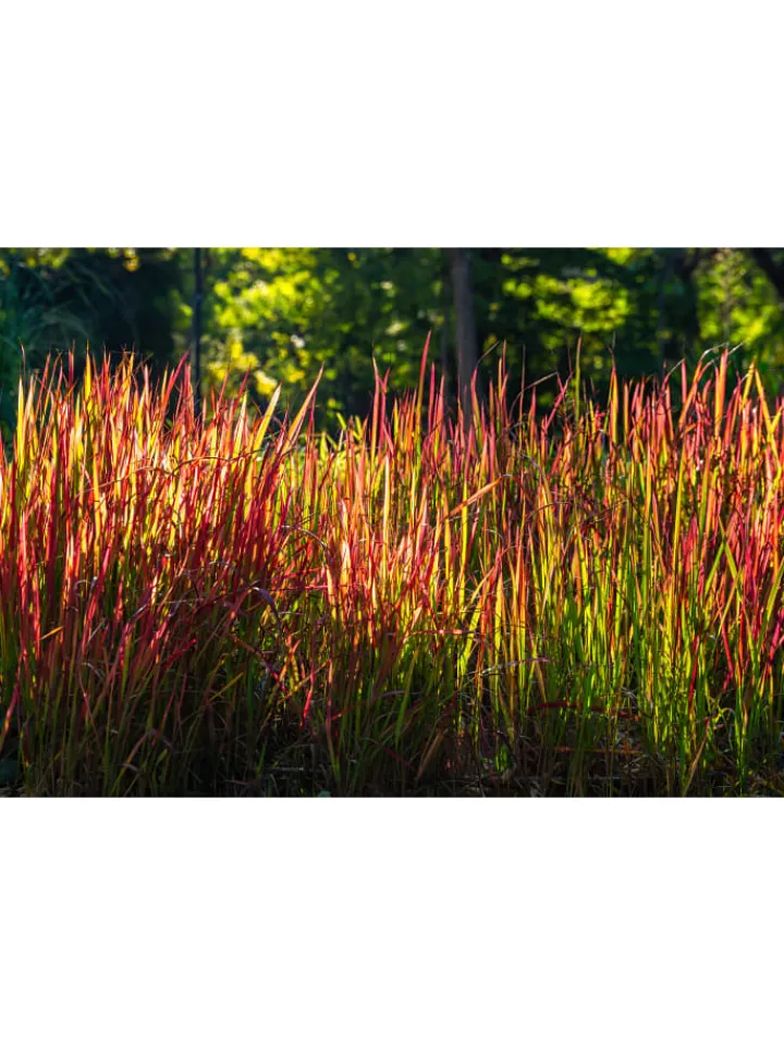 GARDENZO Pflanzen & Zubehör<8er-Set: Japanisches Blutgras Imperata cyl. Red Barron in Bunt