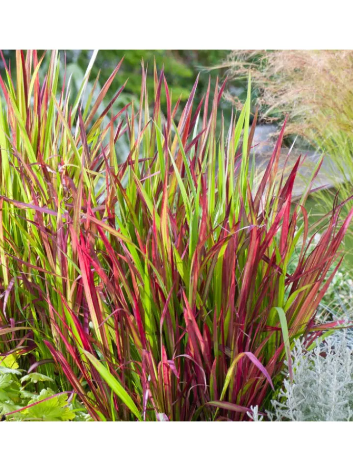 GARDENZO Pflanzen & Zubehör<8er-Set: Japanisches Blutgras Imperata cyl. Red Barron in Bunt