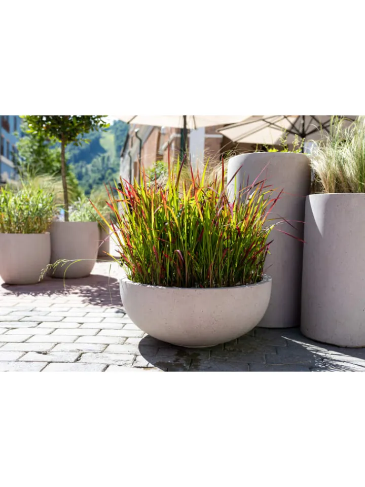 GARDENZO Pflanzen & Zubehör<8er-Set: Japanisches Blutgras Imperata cyl. Red Barron in Bunt