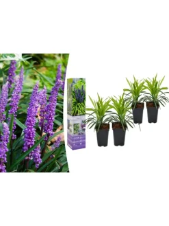 GARDENZO Pflanzen & Zubehör<4er-Set: Leliengras Liriope Muscari in Lila