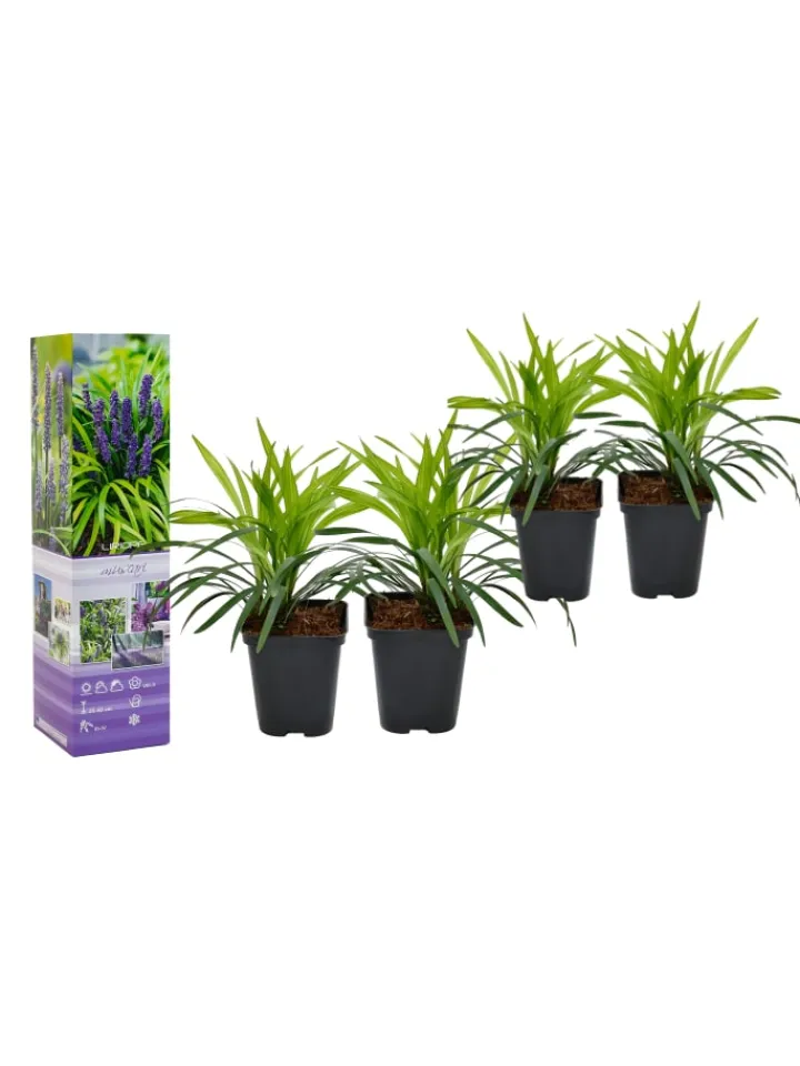 GARDENZO Pflanzen & Zubehör<4er-Set: Leliengras Liriope Muscari in Lila