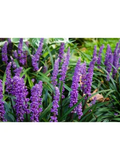 GARDENZO Pflanzen & Zubehör<4er-Set: Leliengras Liriope Muscari in Lila