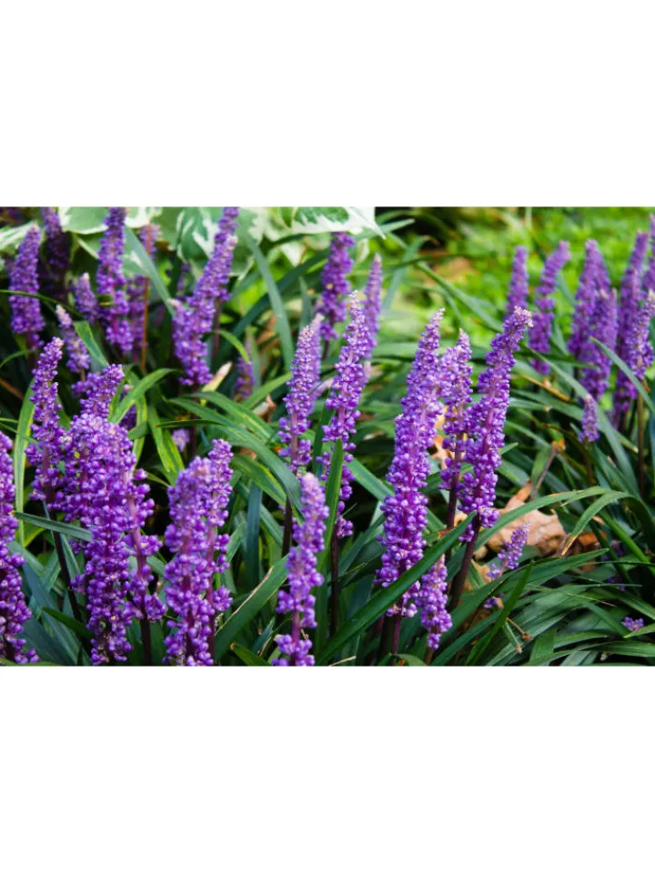 GARDENZO Pflanzen & Zubehör<4er-Set: Leliengras Liriope Muscari in Lila
