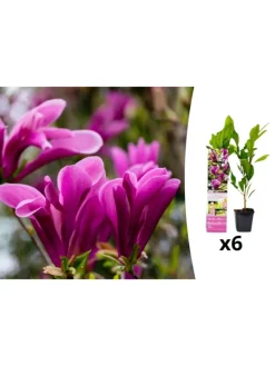 GARDENZO Pflanzen & Zubehör<6er-Set: Magnolien Susan in Rosa