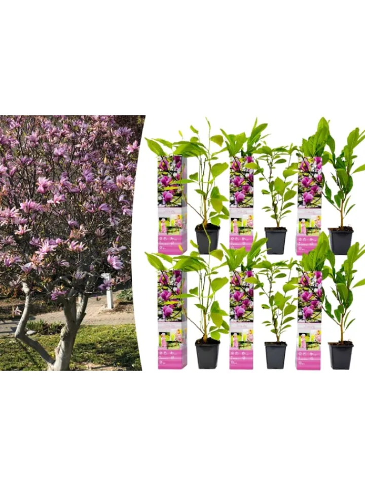 GARDENZO Pflanzen & Zubehör<6er-Set: Magnolien Susan in Rosa