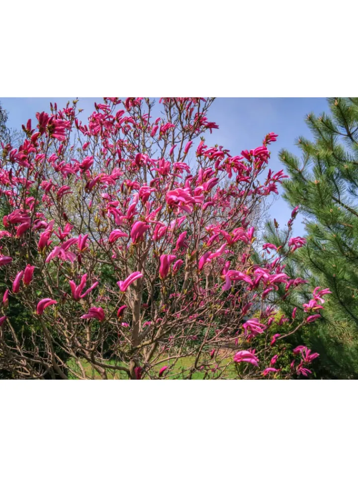 GARDENZO Pflanzen & Zubehör<6er-Set: Magnolien Susan in Rosa