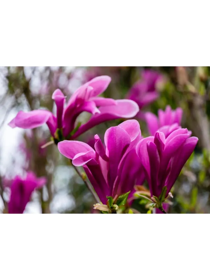 GARDENZO Pflanzen & Zubehör<6er-Set: Magnolien Susan in Rosa