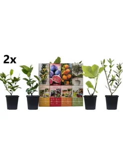 GARDENZO Pflanzen & Zubehör<8er-Set: Mediterrane Pflanzen in Bunt