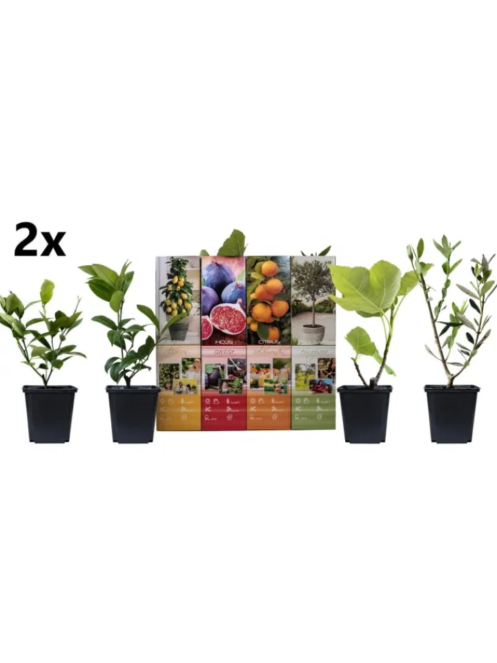 GARDENZO Pflanzen & Zubehör<8er-Set: Mediterrane Pflanzen in Bunt