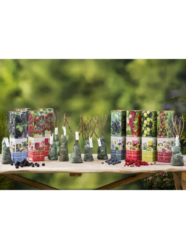 GARDENZO Pflanzen & Zubehör<8er-Set: Obstpflanzen in Bunt