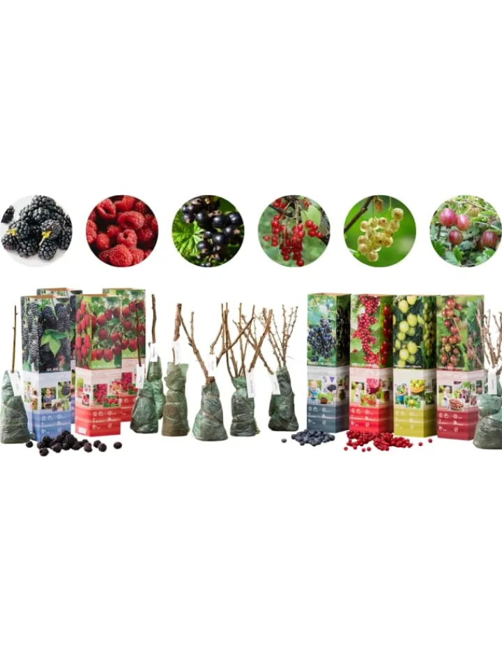GARDENZO Pflanzen & Zubehör<8er-Set: Obstpflanzen in Bunt