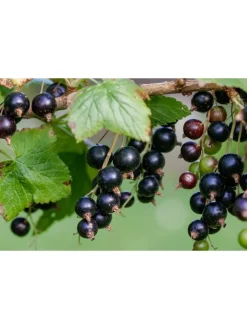 GARDENZO Pflanzen & Zubehör<8er-Set: Obstpflanzen in Bunt