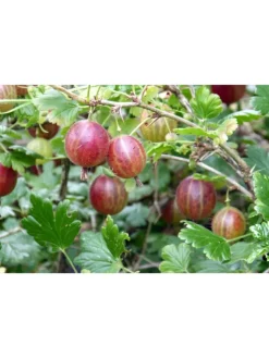 GARDENZO Pflanzen & Zubehör<8er-Set: Obstpflanzen in Bunt
