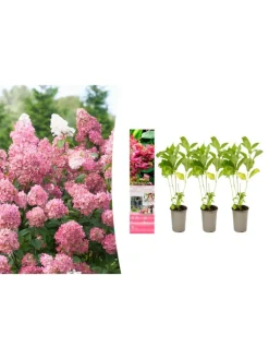 GARDENZO Pflanzen & Zubehör<3er-Set: pan. 'Pink Diamond' Hortensien in Rosa